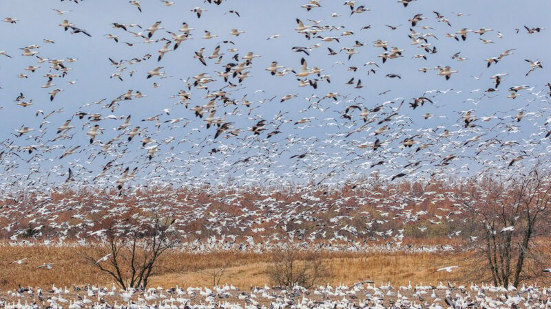Carlyle Lake holding big numbers of light geese as conservation order opens in Illinois – Outdoor News