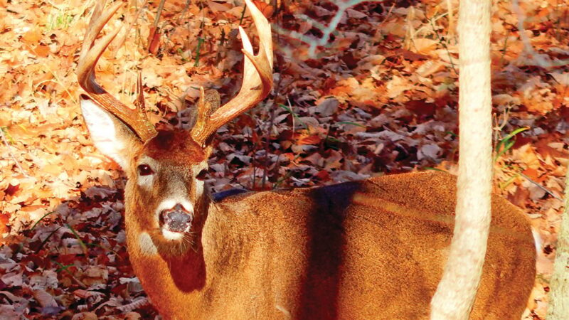 Commentary: Measure of deer hunting success evolves with experience – Outdoor News