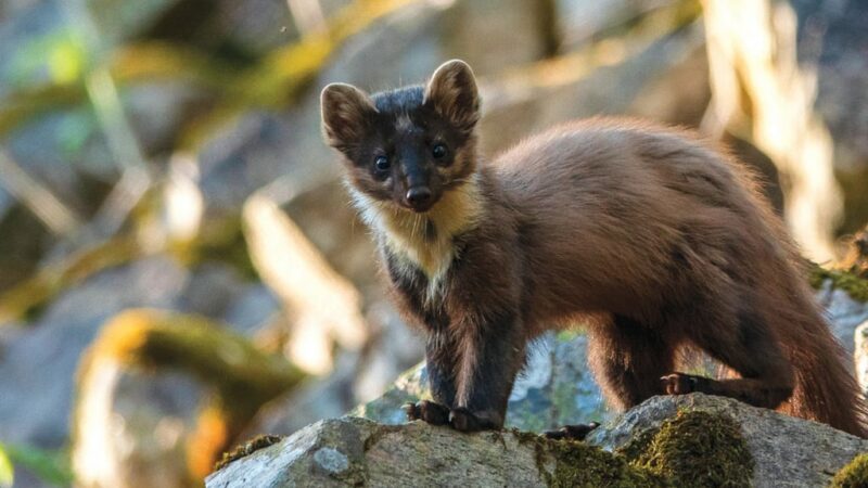 Commentary: Who is behind reintroduction of the American marten in Pennsylvania? – Outdoor News