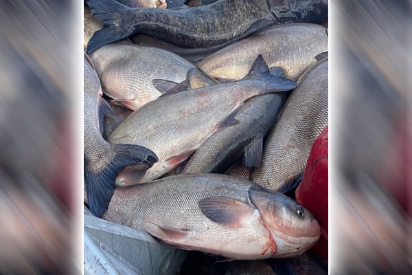 Commercial fishers, Minnesota DNR capture 83 invasive carp in Pool 5A of the Mississippi River – Outdoor News