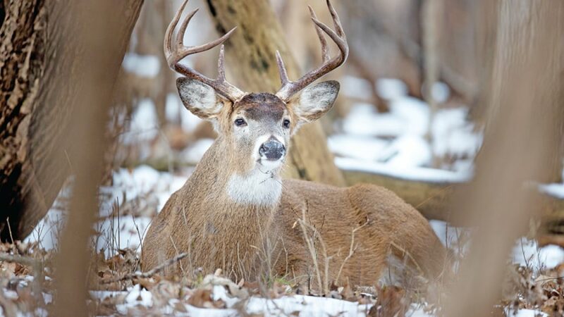 Deer hunter success slips over the past decade in Illinois – Outdoor News