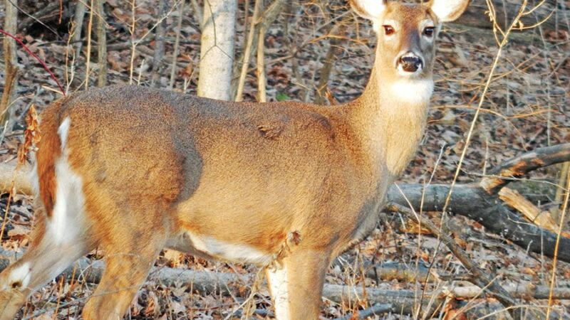 Deer population concerns rising on Ohio’s South Bass Island in Lake Erie – Outdoor News