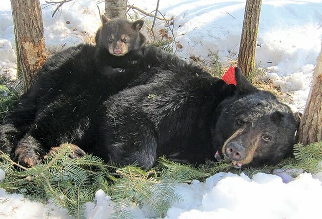 Despite warm winter, most Minnesota bears will wait for true spring to emerge from hideaways – Outdoor News