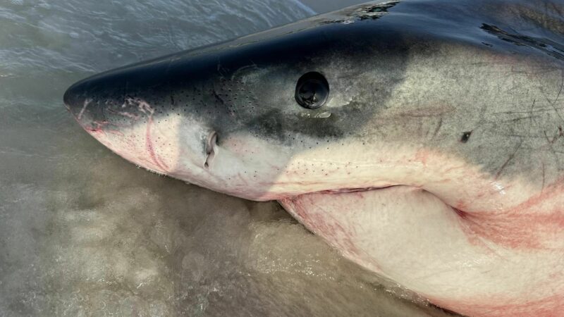 Did Anglers Accidentally Kill the 15-Foot-Long Great White Shark That Washed Up in Florida