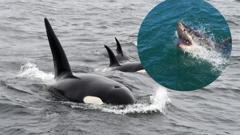Do Orcas Hunt Great White Sharks? Here’s the Answer to Those Viral Social Media Videos