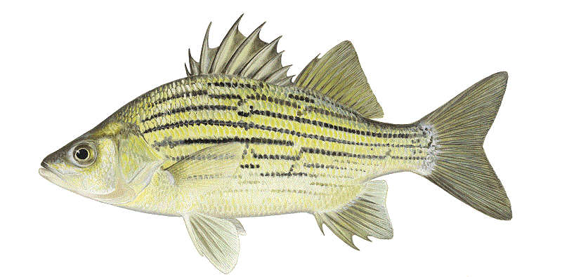 Fight continues against yellow bass in some of Iowa’s lakes – Outdoor News