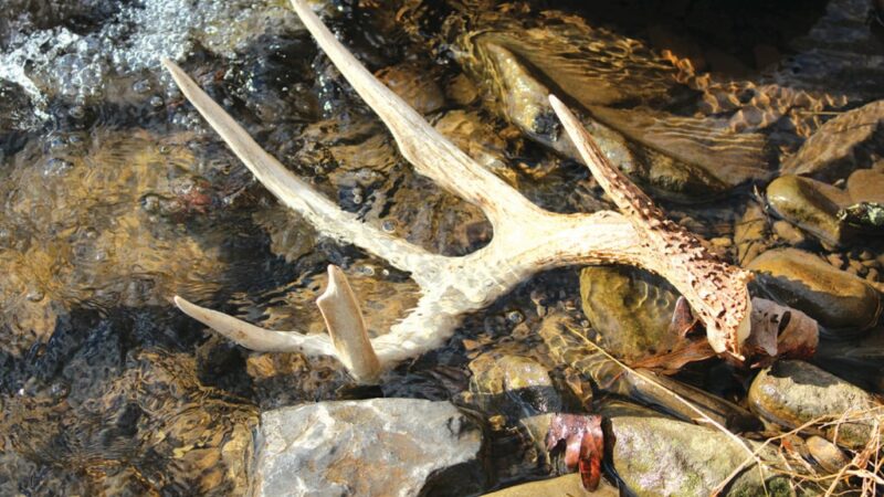 Find shed antlers in creek beds, streams this spring – Outdoor News