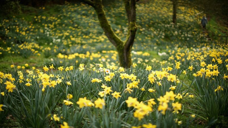 First Responders Save Hiker After Daffodil Blooms Nearly Caused Their Demise
