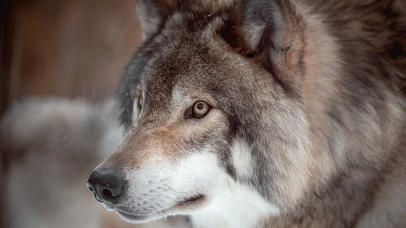 Gray wolf found dead on the northwest edge of Davenport, Iowa – Outdoor News