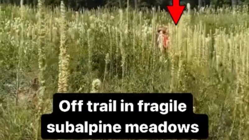 Hiker Catches Tourist Stomping on Subalpine Area in Viral Video