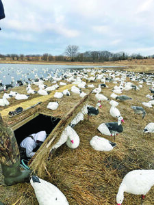 Interested in hunting snow geese? Here are options in New York and beyond – Outdoor News