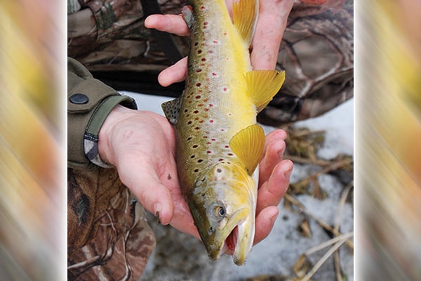 It’s a great winter to try the southeast Minnesota trout option – Outdoor News