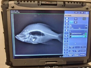Kansas crappie removed from state records after steel ball bearings are found in its stomach – Outdoor News