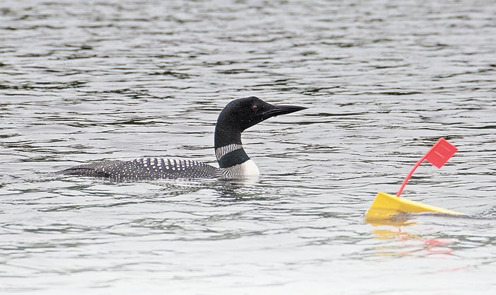Lead poisoning still taking a toll on Adirondack loons – Outdoor News