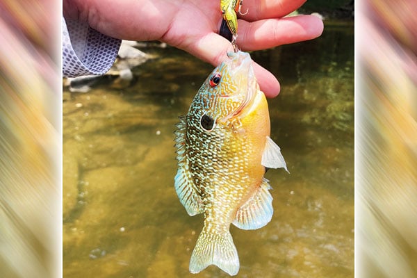 Longear sunfish are feisty fighters of late winter, early spring in Ohio – Outdoor News