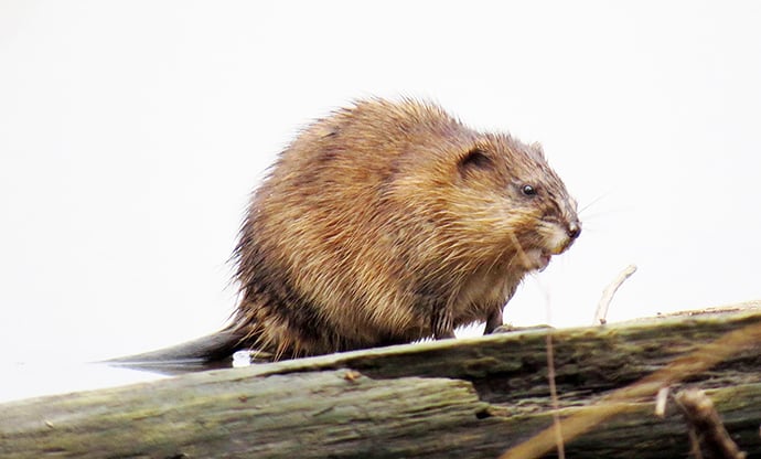 Michigan DNR a participant in study on declining muskrat population – Outdoor News