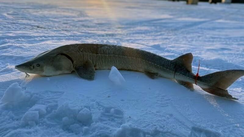 Michigan DNR cancels 2024 Black Lake sturgeon season due to poor ice conditions – Outdoor News