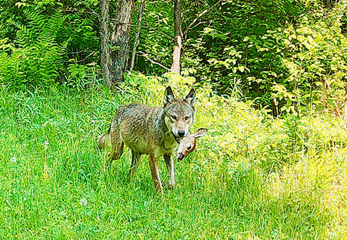 Michigan DNR changing the process for how it estimates the wolf population – Outdoor News