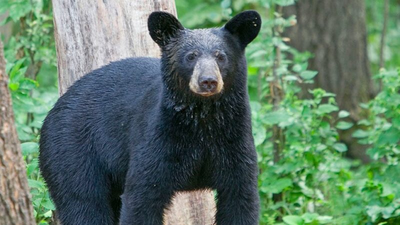 Michigan DNR says bear population growth looks to be trending in positive direction – Outdoor News