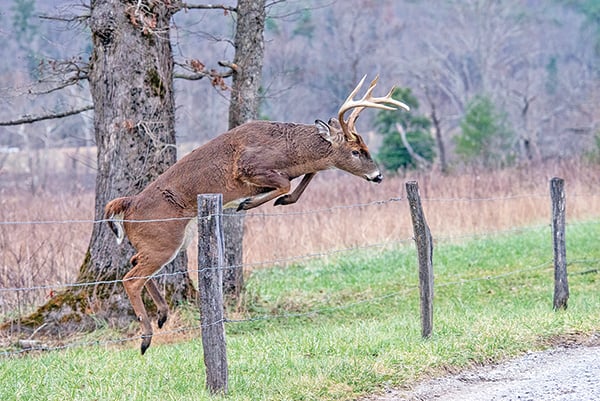 Michigan DNR updates Natural Resources Commission on antler point restriction rules – Outdoor News