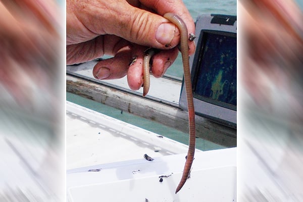 Mike Schoonveld: Deep thoughts about fishing with earthworms – Outdoor News