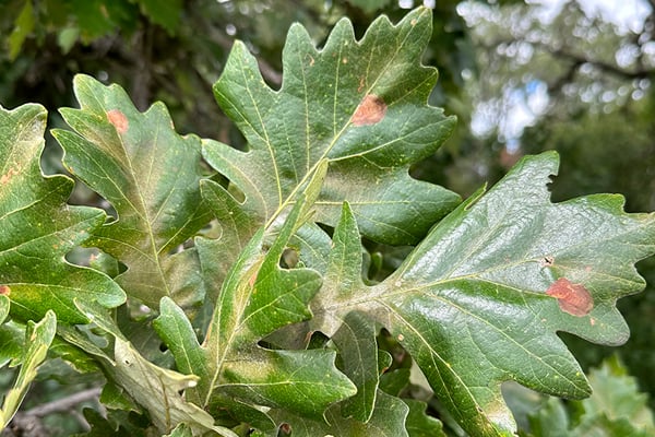 Minnesota DNR says prune oaks now to avoid oak wilt – Outdoor News