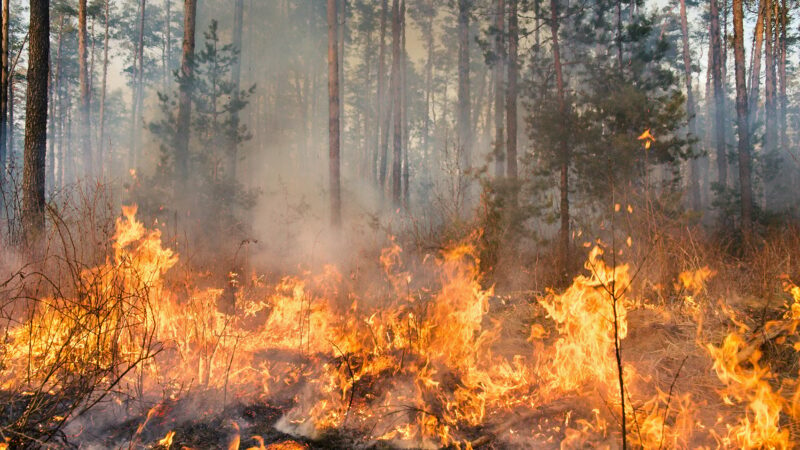 Minnesota DNR seeking smokechasers, wildfire response leads – Outdoor News