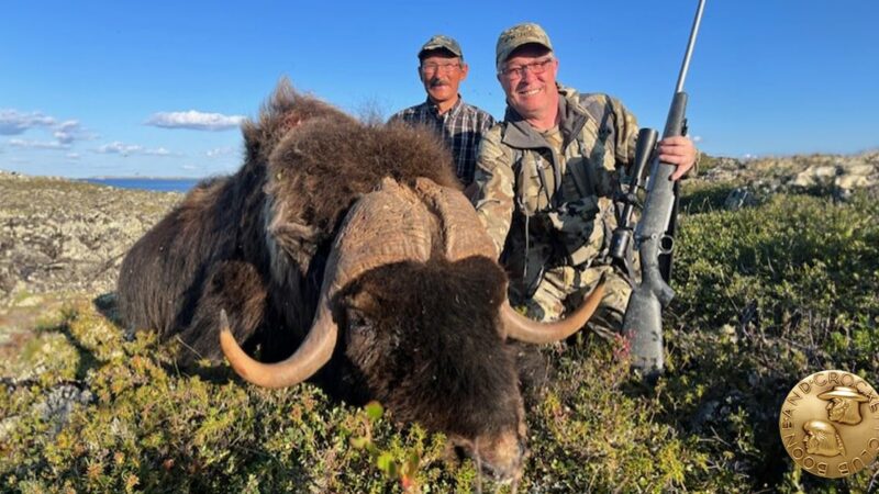 MN Daily Update: A potential record musk ox – Outdoor News