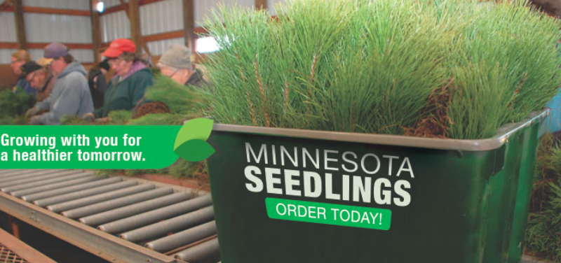 MN Daily Update: Buy trees from the Minnesota State Forest Nursery – Outdoor News