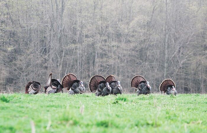 MN Daily Update: Feb. 16 deadline to apply in turkey hunting lottery for select WMAs – Outdoor News
