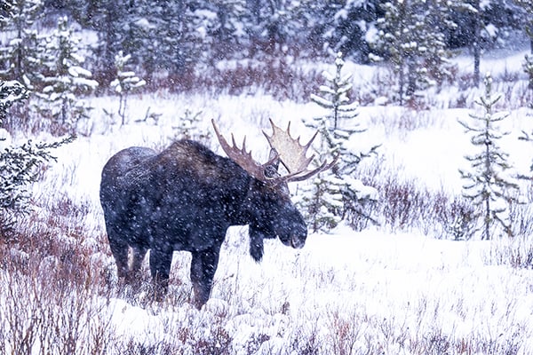 Nature Smart: Moose in Yellowstone – Outdoor News