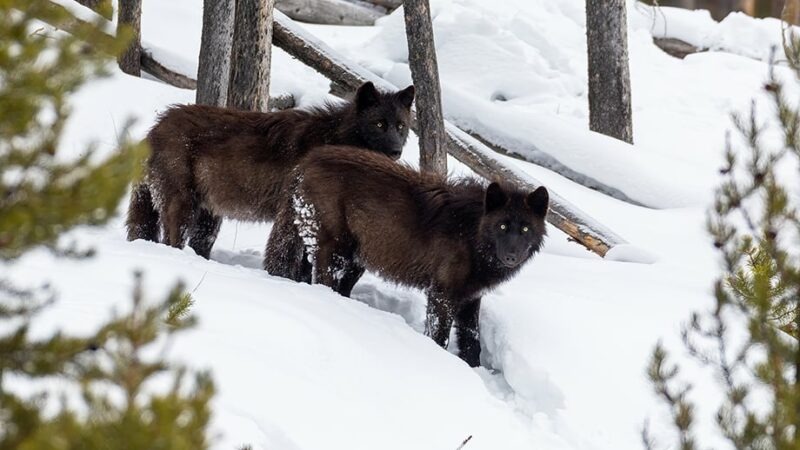 Nature Smart: Wolves and bison as nature runs its course – Outdoor News