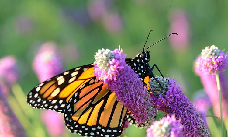 Number of monarch butterflies at their Mexico wintering sites has plummeted this year – Outdoor News