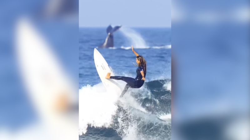 ‘Once in a Lifetime’: Watch This Surfer Get Air With a Breaching Whale