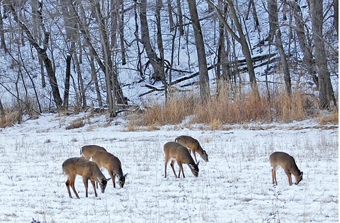 Registration open for Chronic Wasting Disease Ambassadors course in Iowa’s Woodbury County – Outdoor News