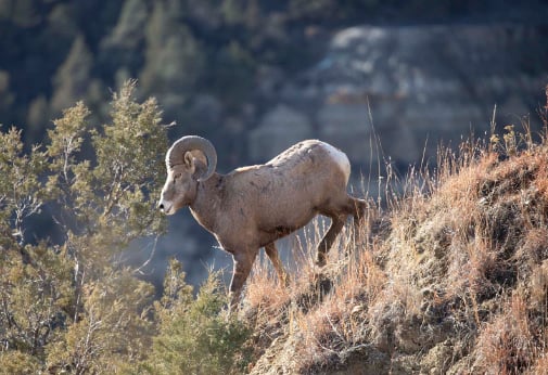 Sheep show sets records, raises $6.4 million for wild sheep conservation – Outdoor News