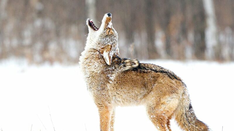 Shorter coyote season proposed in Michigan – Outdoor News