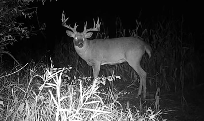 Sixty-six straight days of hunting pays off with 190-class whitetail from Michigan – Outdoor News