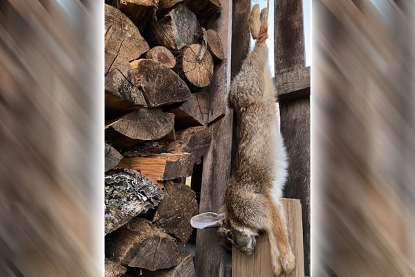 Snowy winter days are prime time for cottontails – Outdoor News