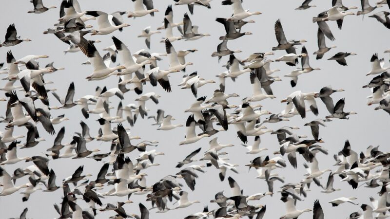 Spring snow goose migration offers sight to behold, hunting to savor – Outdoor News