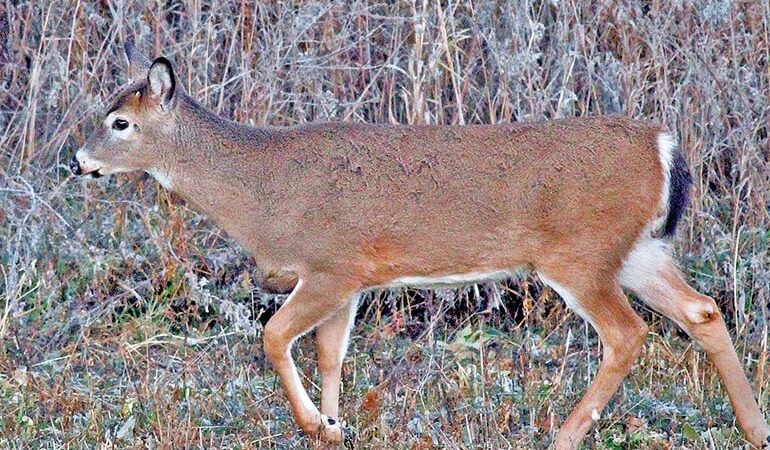 This is what a giant buck looks like: Learn to age deer by body characteristics – Outdoor News