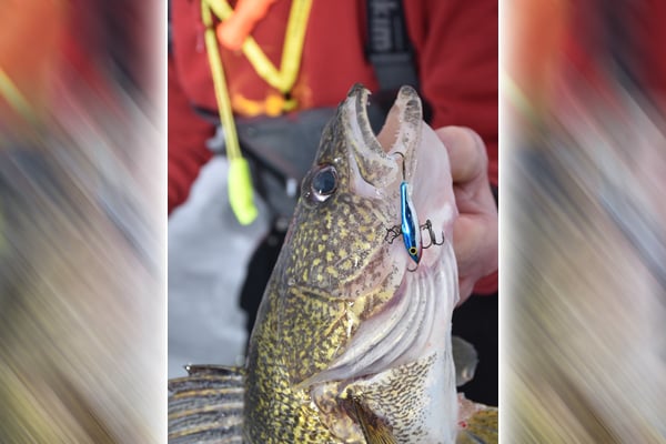 Tiny window for winter walleyes barely counts as “ice fishing season” on Ohio’s Lake Erie – Outdoor News
