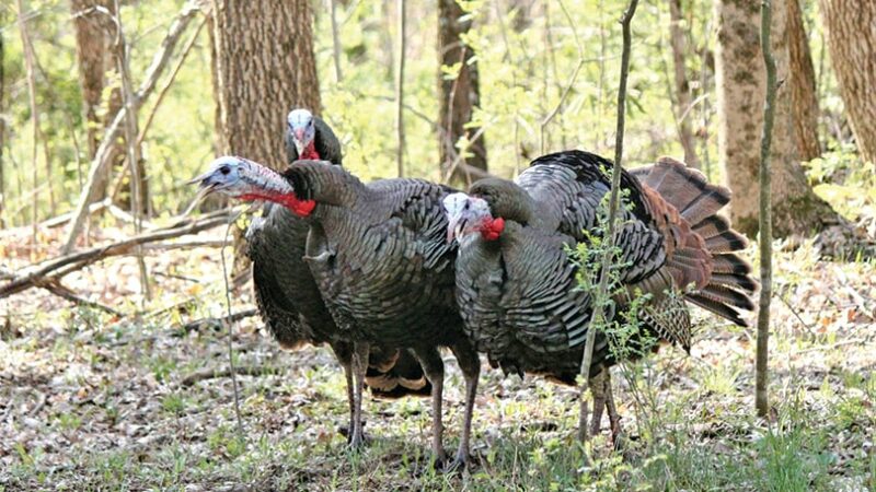 Tips to manage your land for wild turkeys – Outdoor News