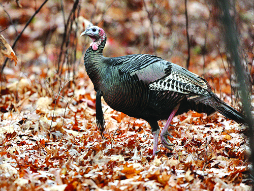 Tom Venesky: Don’t give rifles a shot for fall turkey season in Pennsylvania – Outdoor News