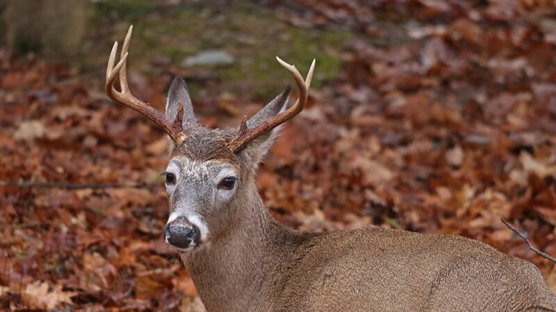 Too many deer in Ohio? Depends on who you ask – Outdoor News