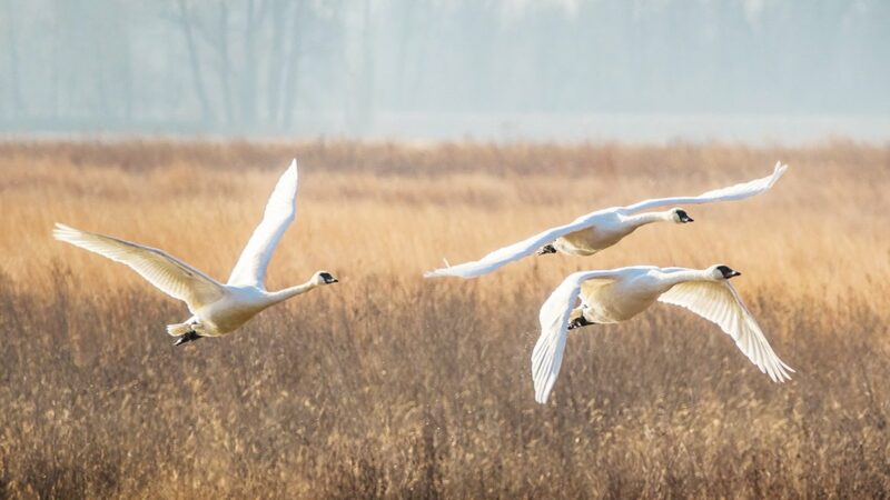 Trumpeter swans triumphing in southern Illinois thanks to recovery efforts – Outdoor News