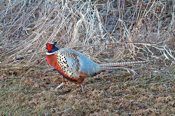 Turkeys, pheasants benefiting from mild Minnesota winter so far in 2024 – Outdoor News