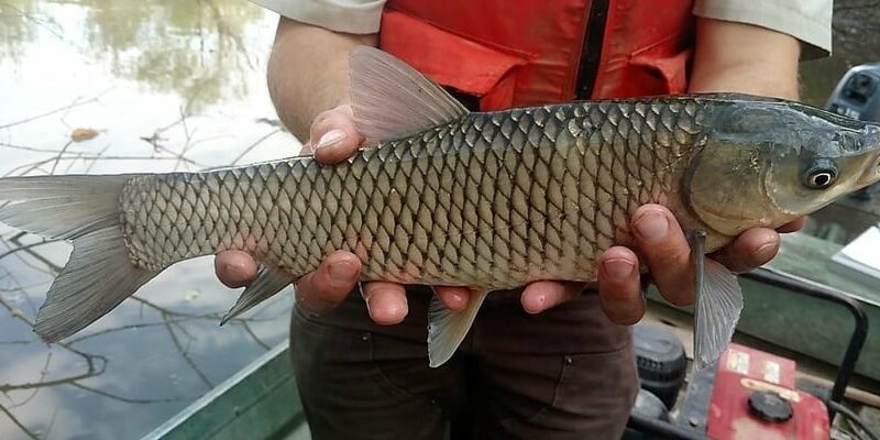 U.S. Geological Survey to deploy bait stations to monitor movement of grass carp in Pool 19 of the Mississippi River – Outdoor News