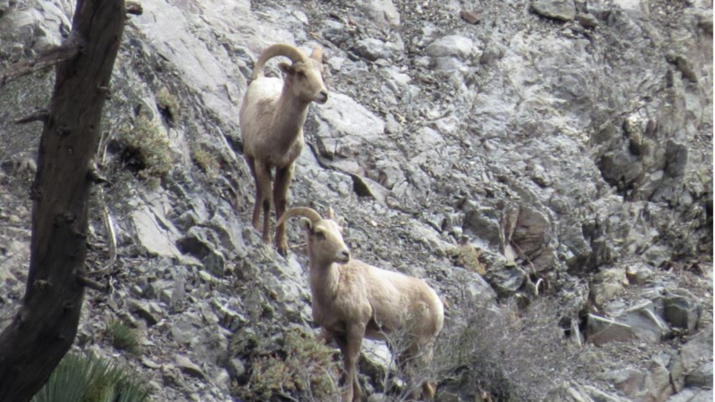 Volunteers Wanted: California Needs Your Help Counting Bighorn Sheep