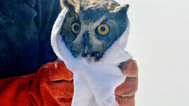 Watch Colorado Wildlife Officials Rescue a Great Horned Owl